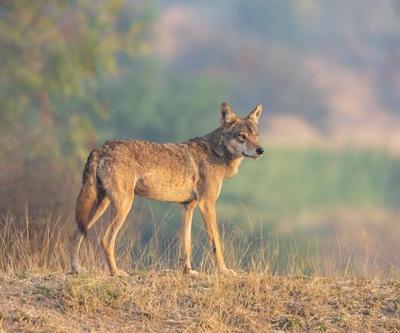Yok oluşla karşı karşıya Araştırmalar ortaya çıkardı: Sokak köpekleriyle çiftleşme sonunu getirebilir...