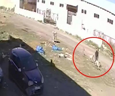 Video Haber | İşe giderken köpek saldırısına uğradı… Karate hareketleriyle kurtuldu