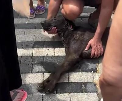 Edremitte köpek toplama gerilimi | VİDEO