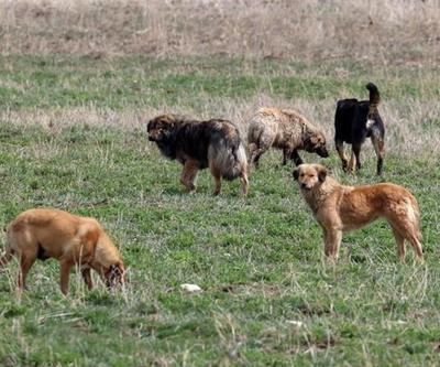 Beşikçioğlu açıkladı: Ankarada çocuğu ısıran köpek alındığı yere bırakılacak