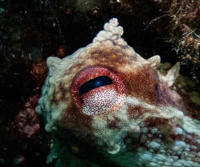 Karaburunda farklı türlerde deniz canlıları görüntülendi
