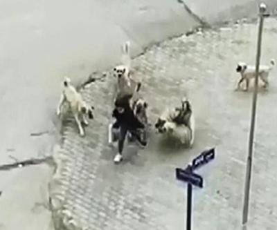 Sokak köpekleri düzenlemesi AYMde: 17 maddenin 16sı iptal edilecek mi