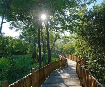 Acarlar Longozu turizmin gözdesi oldu