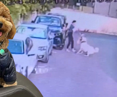 Tasmasız kangal dehşet saçtı Toffy öldü, sahibi kalp krizi geçirdi...