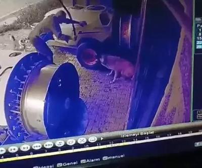 Tavuğunu yiyen sokak köpeğini sopayla öldürdü