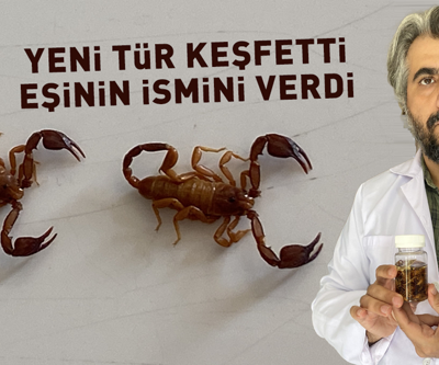 TÜRKİYEDE KEŞFEDİLDİ | Yeni akrep türüne eşinin ismini verdi