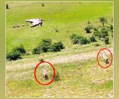 Erzincanda kurtlar sürüye, dronlu çoban kurtlara pusu attı | Video Haber