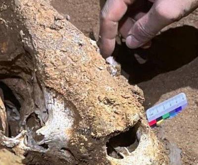 Çin’de 100 bin yıllık panda fosilleri bulundu