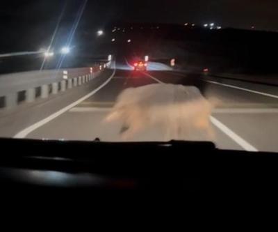 Diyarbakırda yola çıkan domuza otomobil böyle çarptı | Video Haber