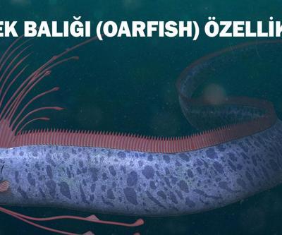 Kürek Balığı (Oarfish) Nedir, Özellikleri Nelerdir Kürek Balığı Nerede Yaşar