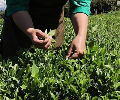 Bahçeden sofraya çayın hikayesi Yeşil Doğada ekrana geldi