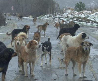 Sokak köpeği dehşeti devam ediyor