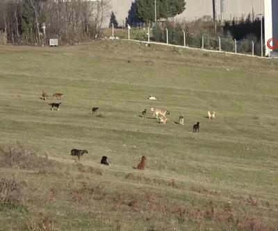 Samsun’da mahallelinin köpek endişesi