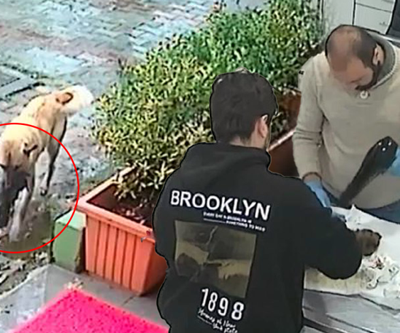 Donmak üzere olan yavrusunu ağzında veterinere getirdi