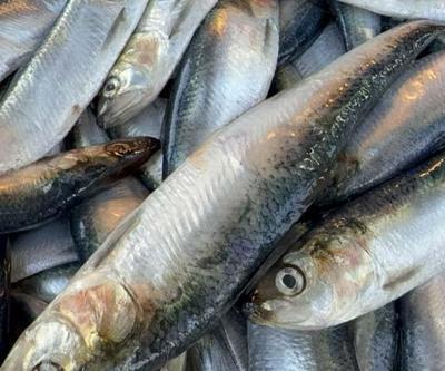 Omega-3 ve B12 Deposu Olarak Biliniyor Mangal Söndüren Balık: Tırsi