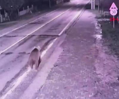 Bursa’daki firari bozayı hala aranıyor