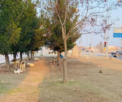 Diyarbakır’da köpek saldırısına uğrayan çocuk kafasından yaralandı