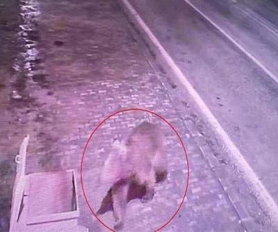 Bursada barınaktan kaçan bozayı, 8 gün sonra yakalandı