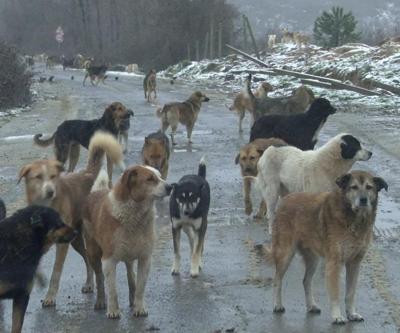 Yine başıboş köpek saldırısı