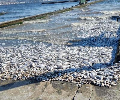 İzmir Körfezinde korkutan tablo Soruşturma başlatıldı