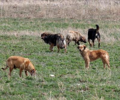 Son Dakika | Sağlık Bakanlığından sahipsiz köpek tedbiri: 81 ile yazı gönderildi
