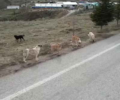 Başıboş sokak köpekleri için yeni adım