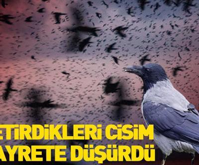 Kargaların gizemi Üniversite öğrencileri fark etti: Uzay kökenli cisim...