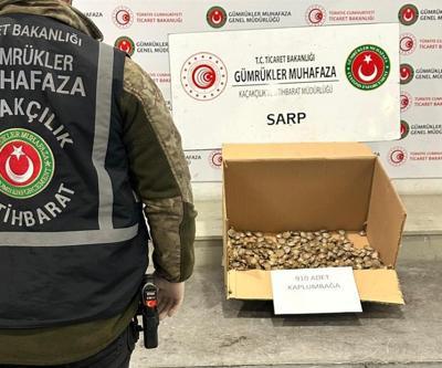 Sarpta 910 adet su kaplumbağası ele geçirildi