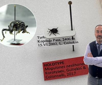 Türk Profesör, Kop Dağı’nda Keşfettiği Yeni Böcek Türünü Eşinin İsmiyle Bilim Dünyasına Kazandırdı