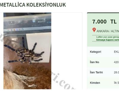 Dünyadaki en zehirli türlerden biri: İnternetten satılıyor