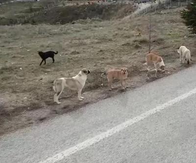 ANKARADA İL HAYVANLARI KORUMA KURULU TOPLANDI | Saldırının çok olduğu yerlerde köpekler toplanacak