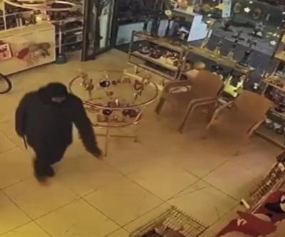 İstanbulda bir garip hırsızlık olayı Kapıyı kırdı, hiçbir şeye dokunmadı sadece Coco’yu götürdü