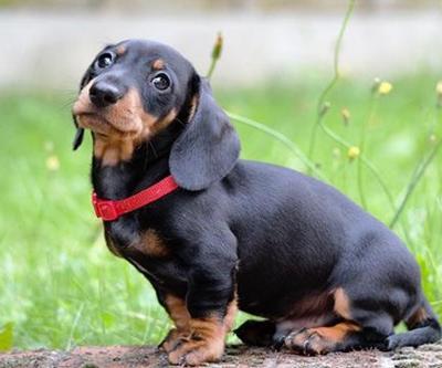 Sosis Köpeği Özellikleri Nelerdir Dakhund Köpeği Bakımı Nasıl Yapılır