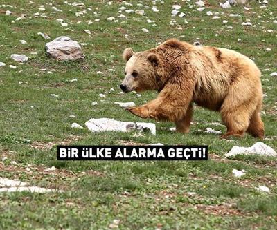 Bir ülke alarma geçti Ayı acil durum ilanı