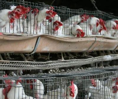 Meksikada ilk kez bir insanda ‘H5N1’ türü kuş gribine rastlandı