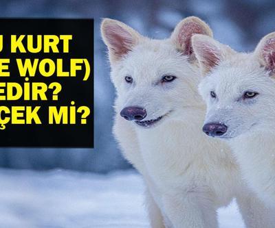 ULU KURT (DIRE WOLF) GERÇEK Mİ, NEDİR Ulukurt Gerçek Mi, Geri Mi Döndü 12 bin 500 Yıl Önce Soyları Tükenmişti
