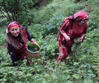 Karadenizin Doğal İlacı Balgam Söktürüyor, Bağırsak, Mide, Şeker Hastalığına İyİ Geliyor Diyet Yapanlar da Bol Bol Tüketiyor Şifa Kaynağı; ‘Kaldirik Otu