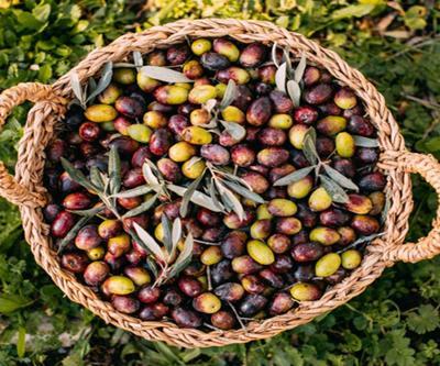 Zeytin Nasıl Yetişir Türkiyede Zeytin En İyi Nerede Yetişir
