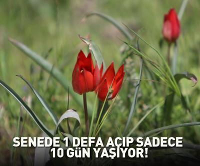 Senede bir kere açıp sadece 10 gün yaşıyor Dokunan yandı: Yüz binlerce lira cezası var