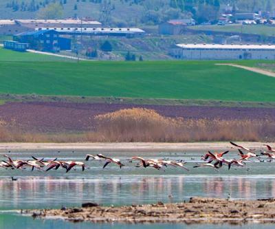 Gölbaşı flamingoları ağırlıyor