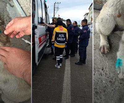 Yer: Zonguldak... Bu kez insan köpeği ısırdı