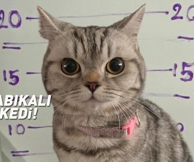 Sosyal medyada viral oldu: Sabıkalı kedi Polisleri ısırdı, pati izi alındı