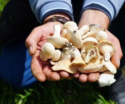 Bin derde deva Dağlardan toplanıyor... Doğal protein deposu Kas ağrılarından sindirim sistemine iyi gelmediği şey yok