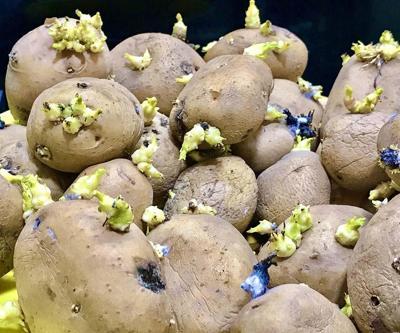 Patates Böyle Görünüyorsa Sakın Tüketmeyin Meğer Zehir Saçıyormuş