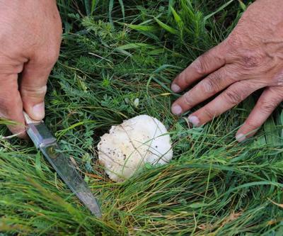 Bedava Protein Doğadan Elleriyle Tek Tek Topluyorlar