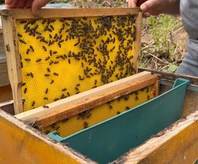Karadeniz’in Yüksek Kesimlerinde Üretiliyor Adeta Doğal Antibiyotik... Faydası Say Say Bitmiyor Ama Tüketirken Dikkat