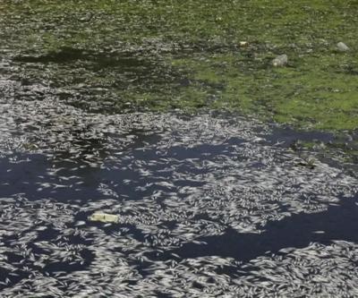 Balıklar yüzeye vurdu: Necef’te oksijen alarmı