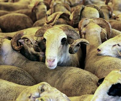 Fasta hayvan pazarları ve kurban satışı durduruldu