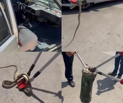 Hastane bahçesinde büyük panik: Otomobilden yılan çıktı