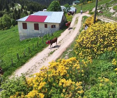 Karadeniz’de Asırlardır Yaşatılan Gelenek Türkülü, Manili Yayla Göçünden Renkli Görüntüler